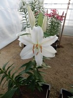 [4312 Nobel GA No01.JPG]